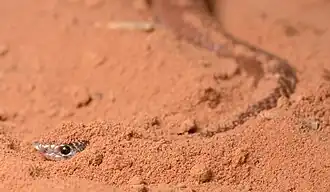 Description de l'image Australian Coral Snake (23110064551).jpg.