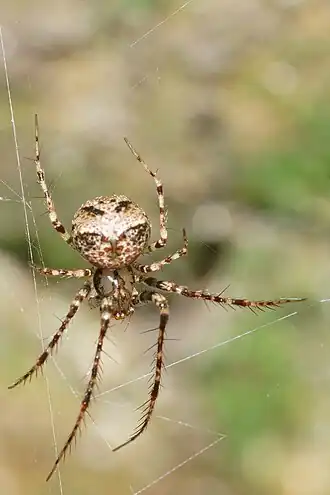 Description de l'image Australomimetus sennio 114112585.jpg.