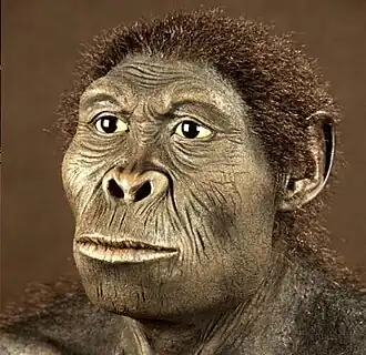 Description de l'image Australopithecos bahrelghazali.jpg.
