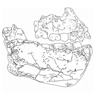 Description de l'image Australopithecus deyiremeda.png.