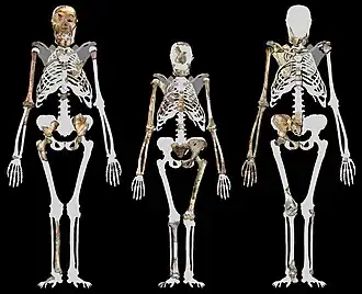 Comparaison entre trois squelettes d'australopithèques : le spécimen MH1, la célèbre Lucy (au centre) et le spécimen MH2.