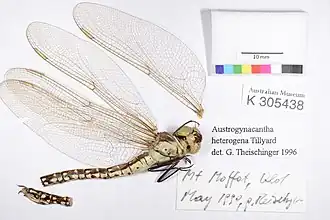 Description de l'image Austrogynacantha heterogena female (13389628705).jpg.