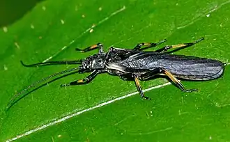 Description de l'image Austroperla cyrene.jpg.