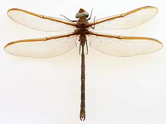 Description de l'image Austrophlebia costalis (46844186271) 2.jpg.