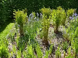 Fougères et floraison printanière.