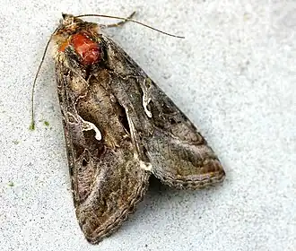 Description de cette image, également commentée ci-après