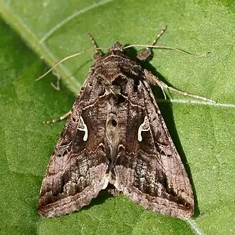 Noctuidae(Autographa gamma)