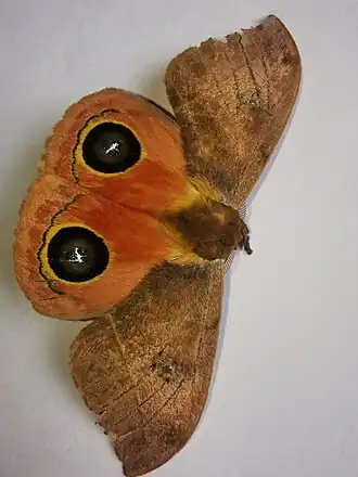 Description de l'image Automeris excreta.jpg.