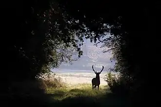 Un matin d'automne dans le Oberalsterniederung&nbsp;(de), réserve naturelle du Schleswig-Holstein. Octobre 2020.