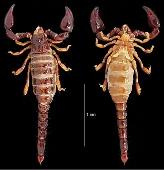 Description de l'image Auyantepuia aluku (10.3897-zookeys.764.25108) Figure 15.jpg.