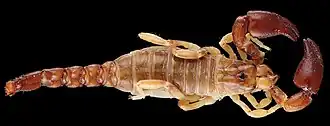 Description de l'image Auyantepuia sissomi (10.3897-zookeys.764.25108) Figure 21.jpg.