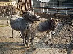Parade amoureuse entre deux ânes