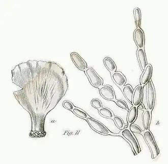 Description de l'image Avrainvillea erecta as Dichonema erectum Berkeley 1842,.jpg.