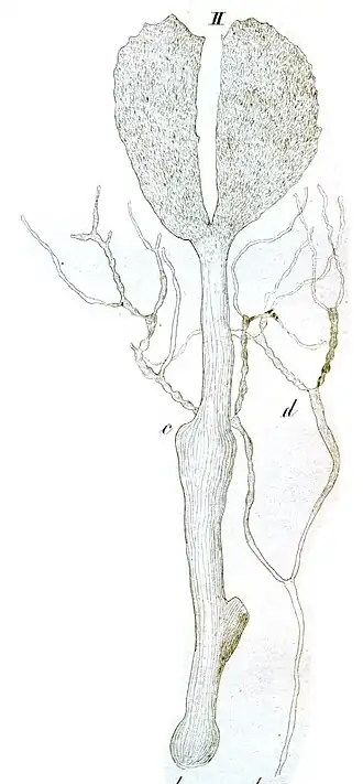 Description de l'image Avrainvillea longicaulis as Rhipilia longicaulis.JPG.