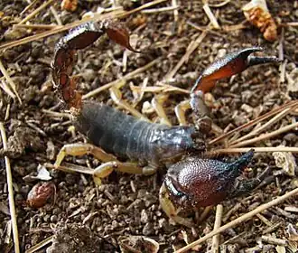 Description de l'image Avyad shakhum 2.jpg.