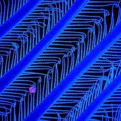 Grâce à des organes spécialisés, le krill se nourrit en filtrant l'eau