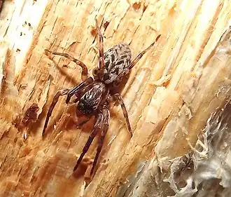 Description de l'image Axyracrus elegans 83802754.jpg.