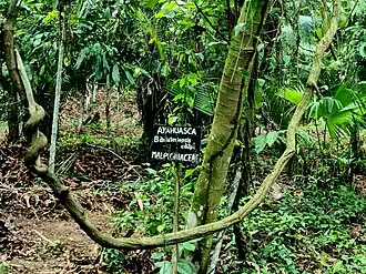 Description de l'image Ayahuasca Banisteriopsis caapi.jpg.