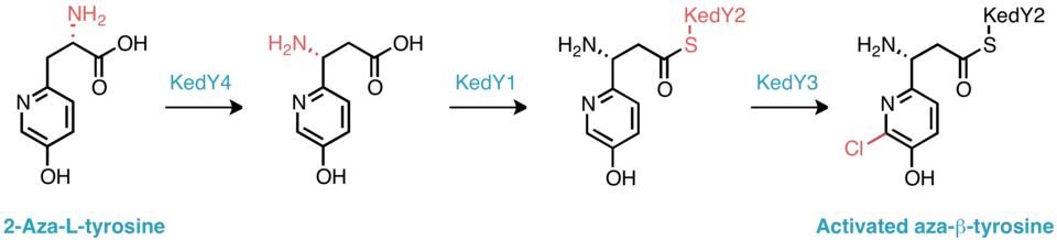 Biosynthèse proposée de la sous-unité aza-β-tyrosine activée.
