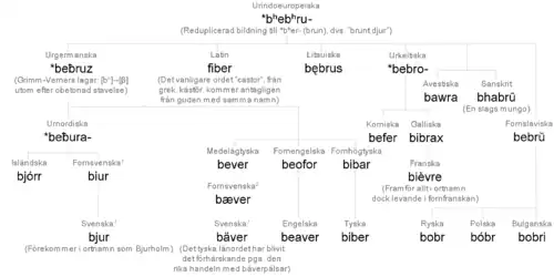 Étymologie du mot « bièvre »