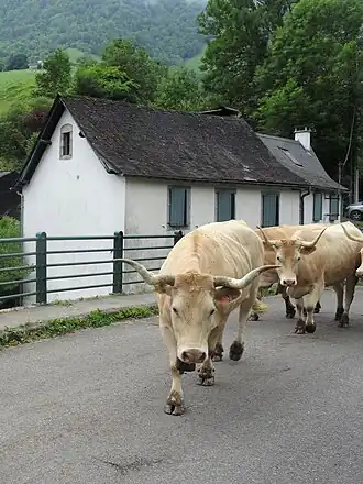 Photographie de vaches.