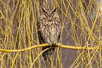 Hibou moyen-duc en train de dormir.