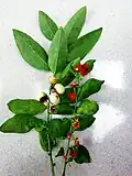 rameau fertile de Sauropus androgynus.
