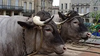 Image illustrative de l’article Bœuf de Bazas