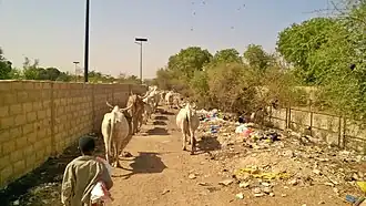 Troupeau de vache à la recherche d'ombre et de nourriture en ville.