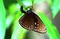 Euploea Phaenareta
