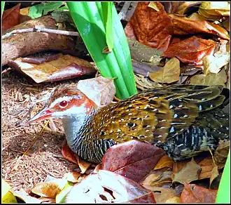 Description de l'image BANDED RAIL (6831583014).jpg.
