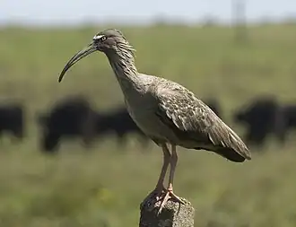 Ibis plombé