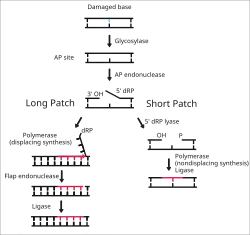 Mécanisme de la Ber