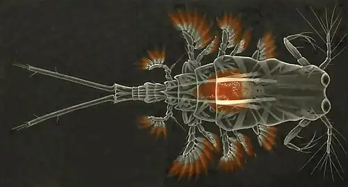 Copilia vitrea (Poecilostomatoida)