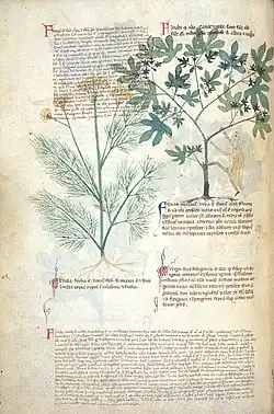 Page de manuscrit avec quelques paragraphes de texte en deux colonnes commençant par une lettrine délicatement ornementée et recouverts en partie par le dessin détaillé d'une plante à fleurs jaunes et à feuilles pennées découpées en segments linéaires, à droite, et le dessin naïf d'un arbre à feuilles palmatilobées, auquel un homme aux membres grêles tente de grimper.