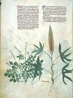 Page de manuscrit avec du texte en deux colonnes et les dessins détaillés de deux plantes : à gauche, une plante aux feuilles imparipennées et aux fleurs rose pâle en ombelles ; à droite, une plante aux feuilles digitées de grande taille recouvrant partiellement le dessin de gauche, au spathe proéminent et vertical, et sur la tige de laquelle s'enroule un serpent.