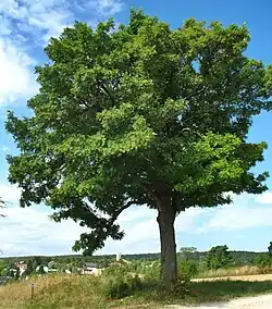Cormier en Autriche.