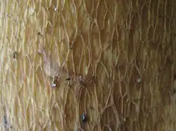 Réseau concolore, fin et souvent peu étendu, difficile à voir.