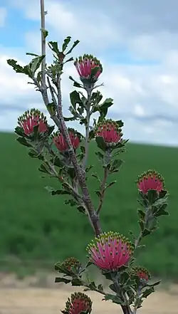 Gros plan sur une partie de la plante, montrant neuf bourgeons floraux à l’extrémité des branches.