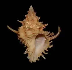 Babelomurex yumimarumai