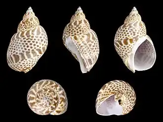 Description de l'image Babylonia japonica 01.JPG.