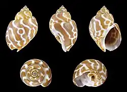 Babylonia spirata, taille 3,9&nbsp;cm, originaire de la mer de Chine méridionale.