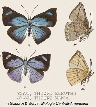 Description de l'image Bacenis synonyms inGodmanSalvinPl110.jpg.