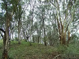 Forêt d'eucalyptus.