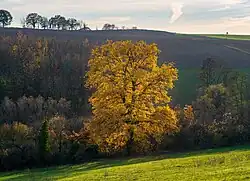 Bonfeld&nbsp;(de), village près de Bad Rappenau ; pente sud du Mühlberg avec un chêne magnifique au centre. Novembre 2020.