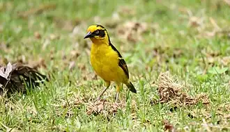 Description de cette image, également commentée ci-après