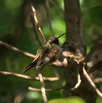 Description de cette image, également commentée ci-après
