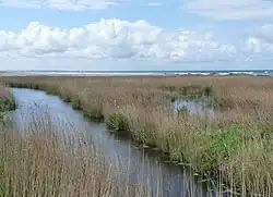 Tréogat (baie d'Audierne) : les marais de Kerbinigou, site naturel protégé.