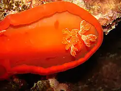 Spécimen orangé
