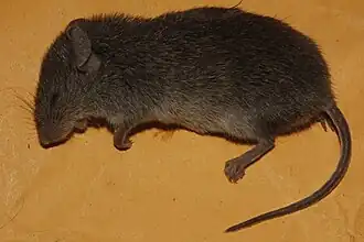 Description de l'image Baiomys taylori 2324340.jpg.